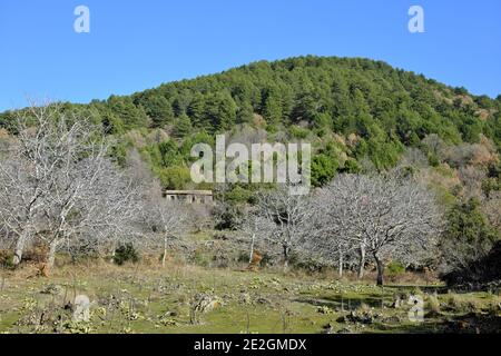 Country-Szene von Sizilien Berg mit verlassenen ländlichen Haus in Mischwald des Ätna Park Stockfoto