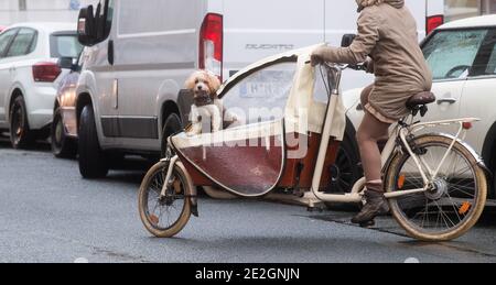 Hannover, Deutschland. Januar 2021. Ein Hund sitzt in einem Lastenrad in einem passenden Outfit. Kredit: Julian Stratenschulte/dpa/Alamy Live Nachrichten Stockfoto