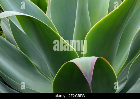Nahaufnahme von großen grünen Blättern einer Kaktuspflanze auf der Insel La Palma, kanarische Inseln, Spanien Stockfoto