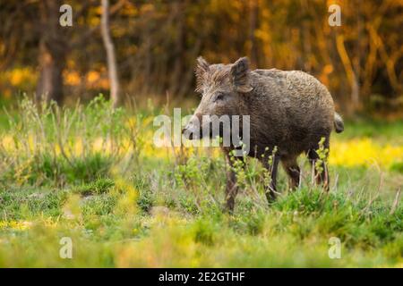 Alert Wildschwein steht auf Lichtung mit frischem Gras wachsen Im Frühling bei Sonnenaufgang Stockfoto