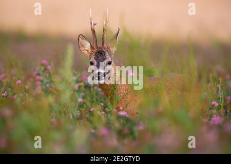 Versteckter Rehbock, der vom blühenden Kleeblatt-Feld in schaut Sommer Natur Stockfoto
