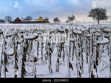 Georgental, Deutschland. Januar 2021. Mit Schnee bedeckt sind verwelkte Sonnenblumen in einem Feld. Die Sonnenblumenkerne in den Blüten sind ein willkommenes Futter für die Vögel. Quelle: Patrick Pleul/dpa-Zentralbild/ZB/dpa/Alamy Live News Stockfoto