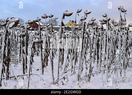 Georgental, Deutschland. Januar 2021. Mit Schnee bedeckt sind verwelkte Sonnenblumen in einem Feld. Die Sonnenblumenkerne in den Blüten sind ein willkommenes Futter für die Vögel. Quelle: Patrick Pleul/dpa-Zentralbild/ZB/dpa/Alamy Live News Stockfoto