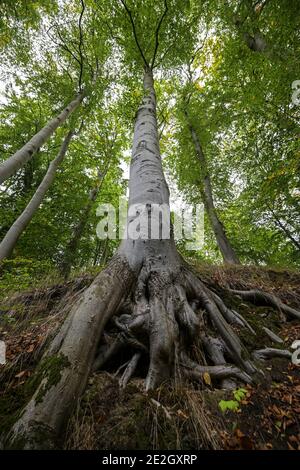 Alte Buche, Weitwinkelansicht von den Wurzeln über den silbergrauen Stamm bis zur Krone mit grünem Laub, ausgewählter Fokus, enge Schärfentiefe Stockfoto