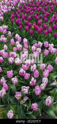 Tulpen im Keukenhof-Garten Stockfoto