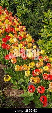 Tulpen im Keukenhof-Garten Stockfoto