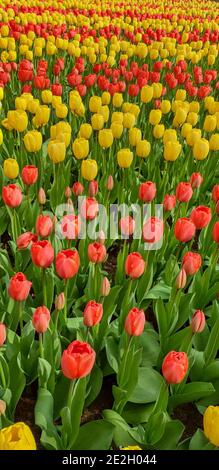 Tulpen im Keukenhof-Garten Stockfoto