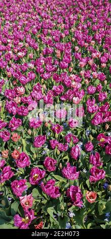 Tulpen im Keukenhof-Garten Stockfoto