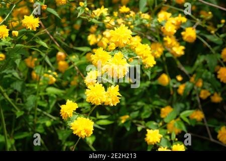 Kerria japonica pleniflora, Details einer gelb blühenden Pflanze. Nahaufnahme einer gelben Blüten Laubstrauch in der Rosenfamilie Rosaceae. Stockfoto