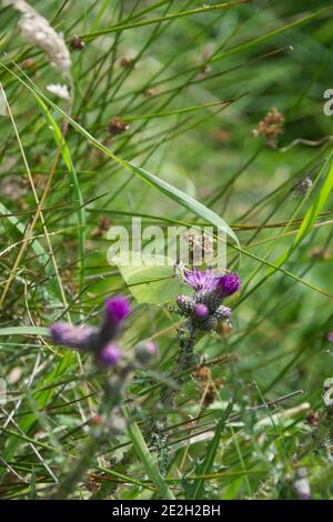 Zitronenfalter auf Marschdistel Blume. Stockfoto