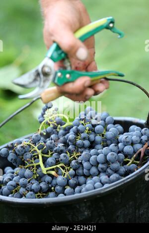 Hand pflücken in einem Cahors Weinberg. Traubenpflücker mit einem Eimer Trauben und Schneide Stockfoto
