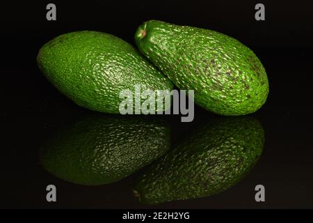 Zwei ganze grüne frische, natürliche, reife, köstliche Avocados, eine übereinander, auf schwarzem Hintergrund. Stockfoto