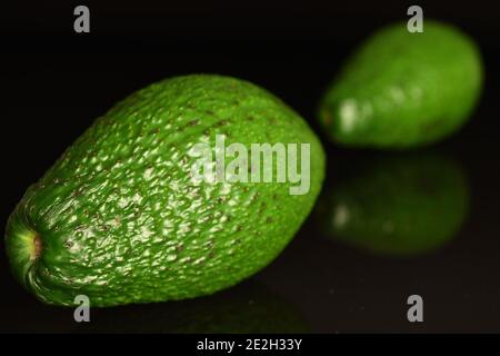 Zwei ganze grüne frische, natürliche, reife, köstliche Avocados, auf schwarzem Hintergrund. Eine im Vordergrund im Fokus, die andere im Hintergrund Stockfoto