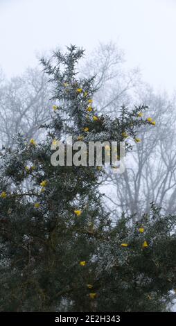 Blumen auf frostbedeckten Gorse. Stockfoto