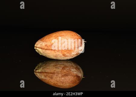 Ein ganzer Knochen einer reifen Avocado auf einem schwarzen Hintergrund Stockfoto