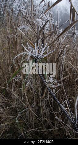 Frost auf Petersilie-Saatköpfen der Kuh Stockfoto