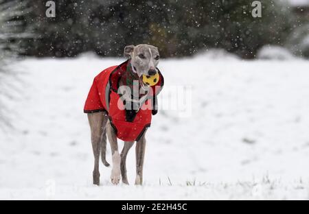 Mansfield Woodhouse, England, Großbritannien. Januar 2021. Wetter in Großbritannien. Whippet genießt seine morgendliche Übung im Schnee mit einer roten Jacke und einem wolligen Schal, um warm zu halten. Kredit: Alan Keith Beastall/Alamy Live Nachrichten Stockfoto