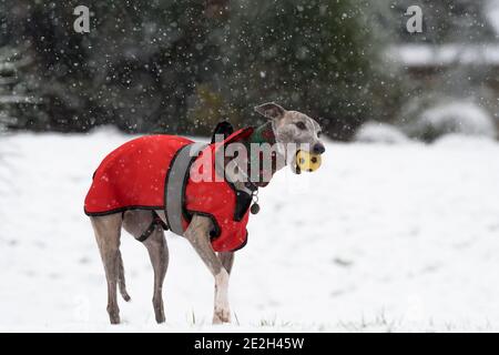 Mansfield Woodhouse, England, Großbritannien. Januar 2021. Wetter in Großbritannien. Whippet genießt seine morgendliche Übung im Schnee mit einer roten Jacke und einem wolligen Schal, um warm zu halten. Kredit: Alan Keith Beastall/Alamy Live Nachrichten Stockfoto