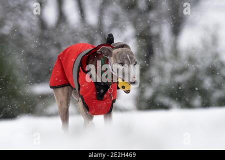 Mansfield Woodhouse, England, Großbritannien. Januar 2021. Wetter in Großbritannien. Whippet genießt seine morgendliche Übung im Schnee mit einer roten Jacke und einem wolligen Schal, um warm zu halten. Kredit: Alan Keith Beastall/Alamy Live Nachrichten Stockfoto