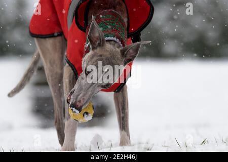 Mansfield Woodhouse, England, Großbritannien. Januar 2021. Wetter in Großbritannien. Whippet genießt seine morgendliche Übung im Schnee mit einer roten Jacke und einem wolligen Schal, um warm zu halten. Kredit: Alan Keith Beastall/Alamy Live Nachrichten Stockfoto
