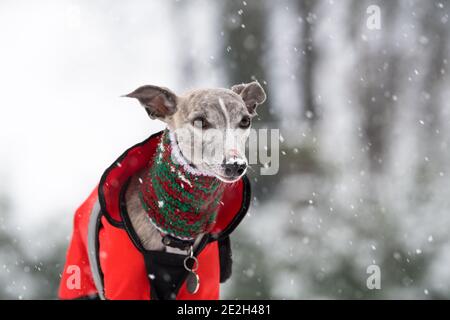 Mansfield Woodhouse, England, Großbritannien. Januar 2021. Wetter in Großbritannien. Whippet genießt seine morgendliche Übung im Schnee mit einer roten Jacke und einem wolligen Schal, um warm zu halten. Kredit: Alan Keith Beastall/Alamy Live Nachrichten Stockfoto