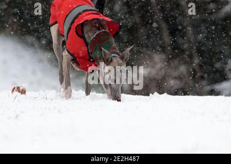 Mansfield Woodhouse, England, Großbritannien. Januar 2021. Wetter in Großbritannien. Whippet genießt seine morgendliche Übung im Schnee mit einer roten Jacke und einem wolligen Schal, um warm zu halten. Kredit: Alan Keith Beastall/Alamy Live Nachrichten Stockfoto