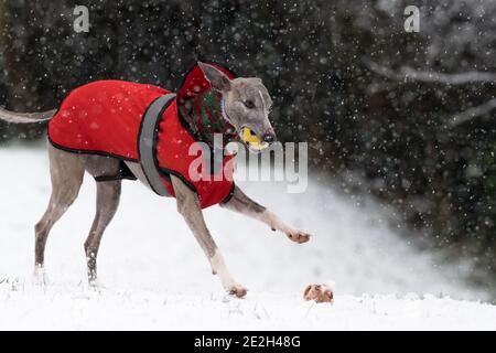 Mansfield Woodhouse, England, Großbritannien. Januar 2021. Wetter in Großbritannien. Whippet genießt seine morgendliche Übung im Schnee mit einer roten Jacke und einem wolligen Schal, um warm zu halten. Kredit: Alan Keith Beastall/Alamy Live Nachrichten Stockfoto