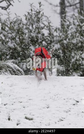 Mansfield Woodhouse, England, Großbritannien. Januar 2021. Wetter in Großbritannien. Whippet genießt seine morgendliche Übung im Schnee mit einer roten Jacke und einem wolligen Schal, um warm zu halten. Kredit: Alan Keith Beastall/Alamy Live Nachrichten Stockfoto