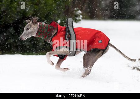 Mansfield Woodhouse, England, Großbritannien. Januar 2021. Wetter in Großbritannien. Whippet genießt seine morgendliche Übung im Schnee mit einer roten Jacke und einem wolligen Schal, um warm zu halten. Kredit: Alan Keith Beastall/Alamy Live Nachrichten Stockfoto