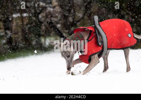 Mansfield Woodhouse, England, Großbritannien. Januar 2021. Wetter in Großbritannien. Whippet genießt seine morgendliche Übung im Schnee mit einer roten Jacke und einem wolligen Schal, um warm zu halten. Kredit: Alan Keith Beastall/Alamy Live Nachrichten Stockfoto
