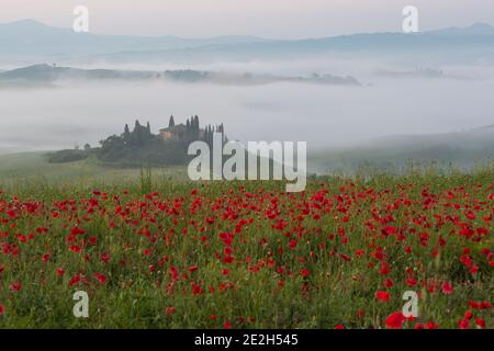 Wirbelnden Nebel im Tal über Val d'Orcia in der frühen Morgendämmerung mit roter Mohn, San Quirico d'Orcia, in der Nähe von Pienza, Toskana, Italien im Mai Stockfoto