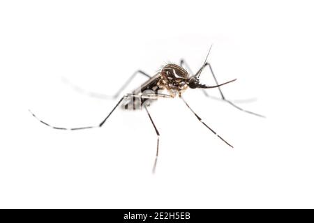 Tiger Mosquito, Gelbfieber, Dengue, Chikungunya und Zika-Virus Mücke, Aedes aegypti Stockfoto