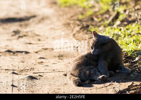 Liebenswert blaue Katze in entspannen Sie sich im Freien an der Sonne leckt Selbst Stockfoto