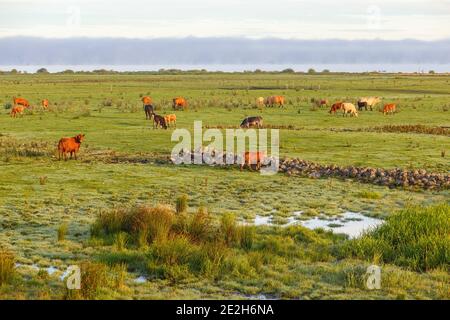 Grasenden Kühe auf einer Heide ein schöner Sommermorgen Stockfoto