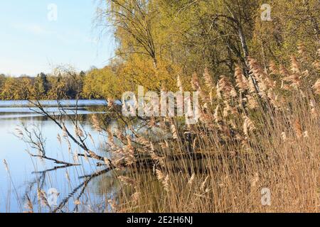 Schilf am See im Frühjahr Stockfoto