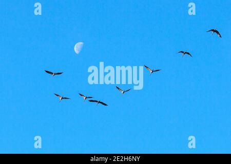 Kraniche gegen einen blauen Himmel mit einem Mond Stockfoto