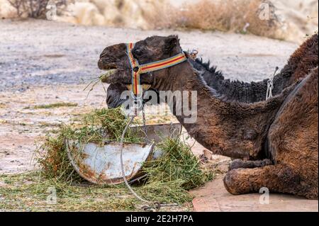 Ein zwei Kamele kaut auf einem Haufen Gras in der Wüste. Selektiver Fokus Stockfoto