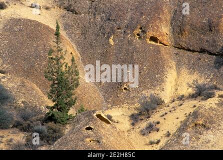 Aufschluss mit Wacholder (Juniperus occidentalis) im Juniper Gulch, Leslie Gulch Area of Critical Environmental Concern, Oregon Stockfoto