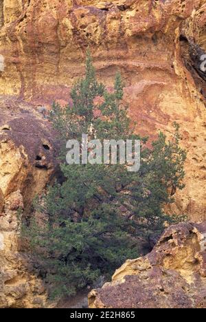 Aufschluss mit Wacholder (Juniperus occidentalis) im Juniper Gulch, Leslie Gulch Area of Critical Environmental Concern, Oregon Stockfoto