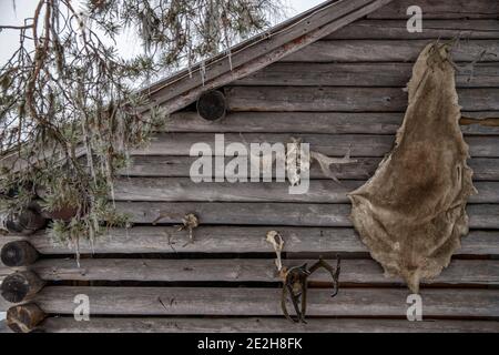 Elche und Rentier Geweihe und verstecken hängen draußen an der Wand der Blockhütte / Holzhütte Lappland, Schweden Stockfoto