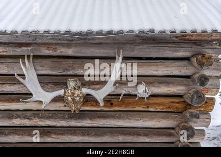 Elche und Rentier Geweihe hängen draußen an der Wand der Blockhütte / Holzhütte im Winter, Lappland, Schweden Stockfoto