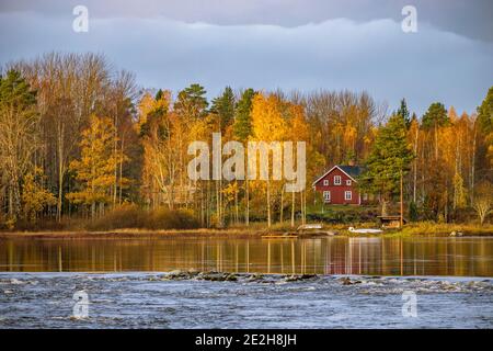 Rorbu, traditionelles skandinavisches, rot bemaltes Holzhaus und Birken in Herbstfarben entlang des Sees, Mittelschweden Stockfoto