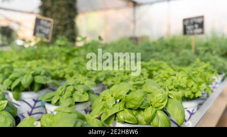 Grüner Gewürztisch für Salate und Kochen Stockfoto