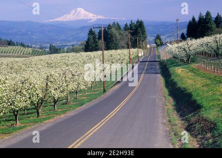 Birne Obstgarten in voller Blüte mit Mt Hood, Hood River County, Oregon Stockfoto