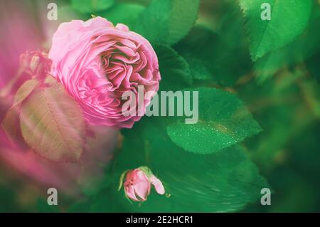 Gartenrose. Abstraktes Bild. Postkarte mit selektivem Fokus. Rosenblüten im Grünen. Gartenkonzept. Rosenbusch auf der Straße Stockfoto