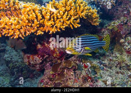 Plectorhinchus vittatus oder der gelbe indische Ozean orientalische Süßlippen Fische in bunten Unterwasser-Korallenriff. Meerestiere Tierwelt Ozean Meer backgro Stockfoto