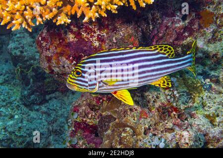 Plectorhinchus vittatus oder der gelbe indische Ozean orientalische Süßlippen Fische in bunten Unterwasser-Korallenriff. Meerestiere Tierwelt Ozean Meer backgro Stockfoto