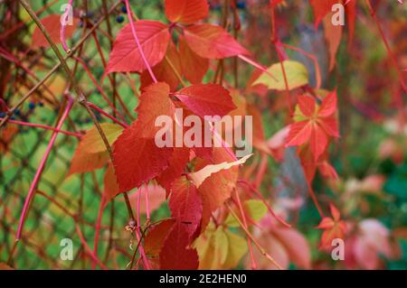 Herbstfarben. Leuchtend rote Traubenblätter am Zaun Stockfoto