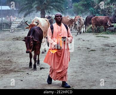 Indien, Westbengalen, Mayapur. Kankrej Rinder sind eine Rasse von Zebu Rinder. Sie stammen aus dem Kankrej Taluka von Banaskantha Bezirk im Bundesstaat o Stockfoto