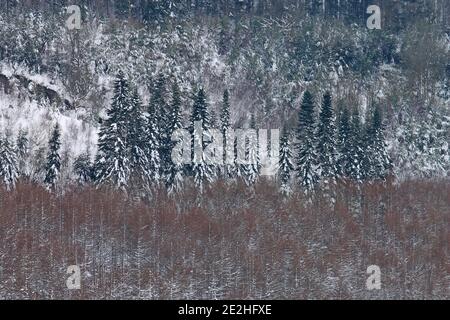 Gruppe von schneebedeckten Bäumen im Tal von Llangollen Stockfoto